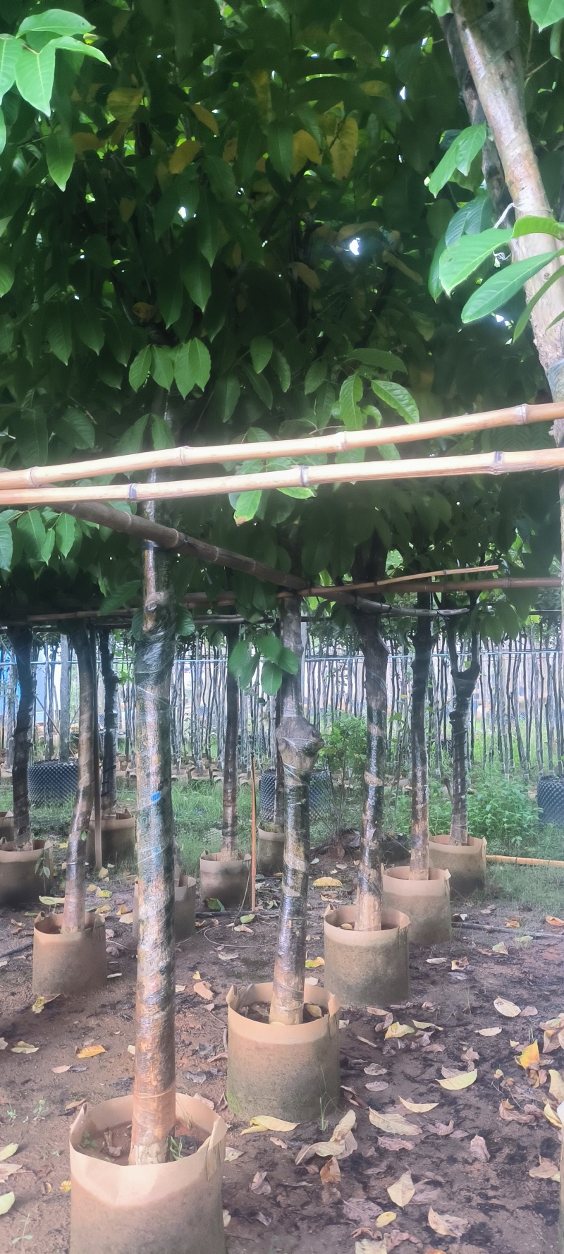 大叶紫薇8-20公分大量销售