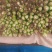 精品芹菜上市了，粗棵细棵都有，量大欢迎朋友们来电咨询！