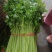 精品芹菜上市了，粗棵细棵都有，量大欢迎朋友们来电咨询！