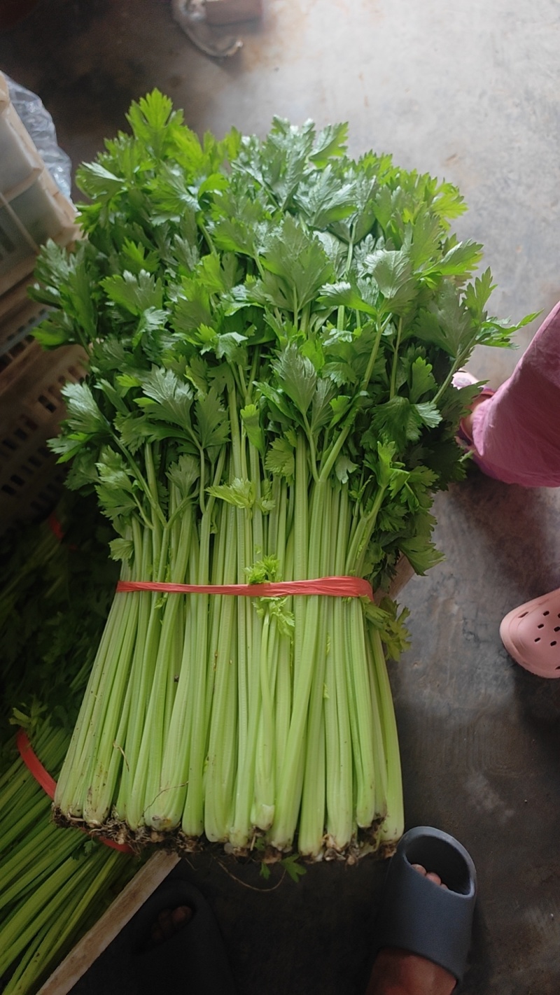 精品芹菜上市了，粗棵细棵都有，量大欢迎朋友们来电咨询！