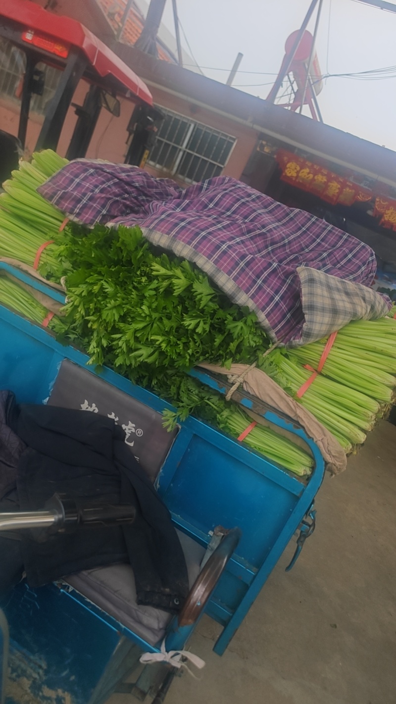 精品芹菜上市了，粗棵细棵都有，量大欢迎朋友们来电咨询！