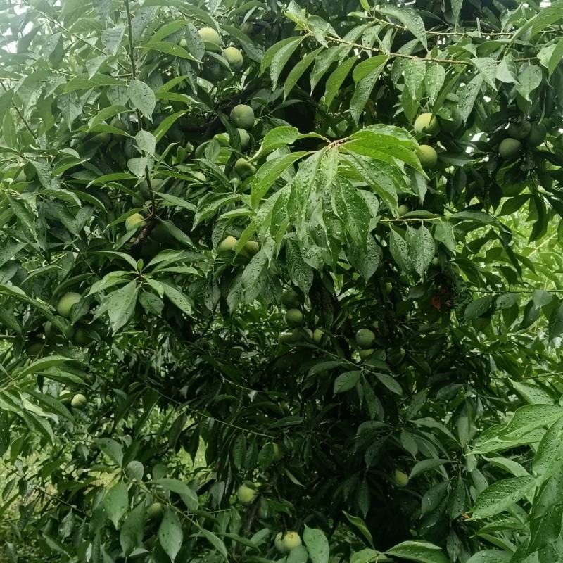 清脆李