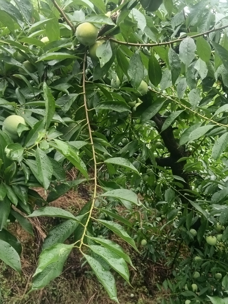 清脆李