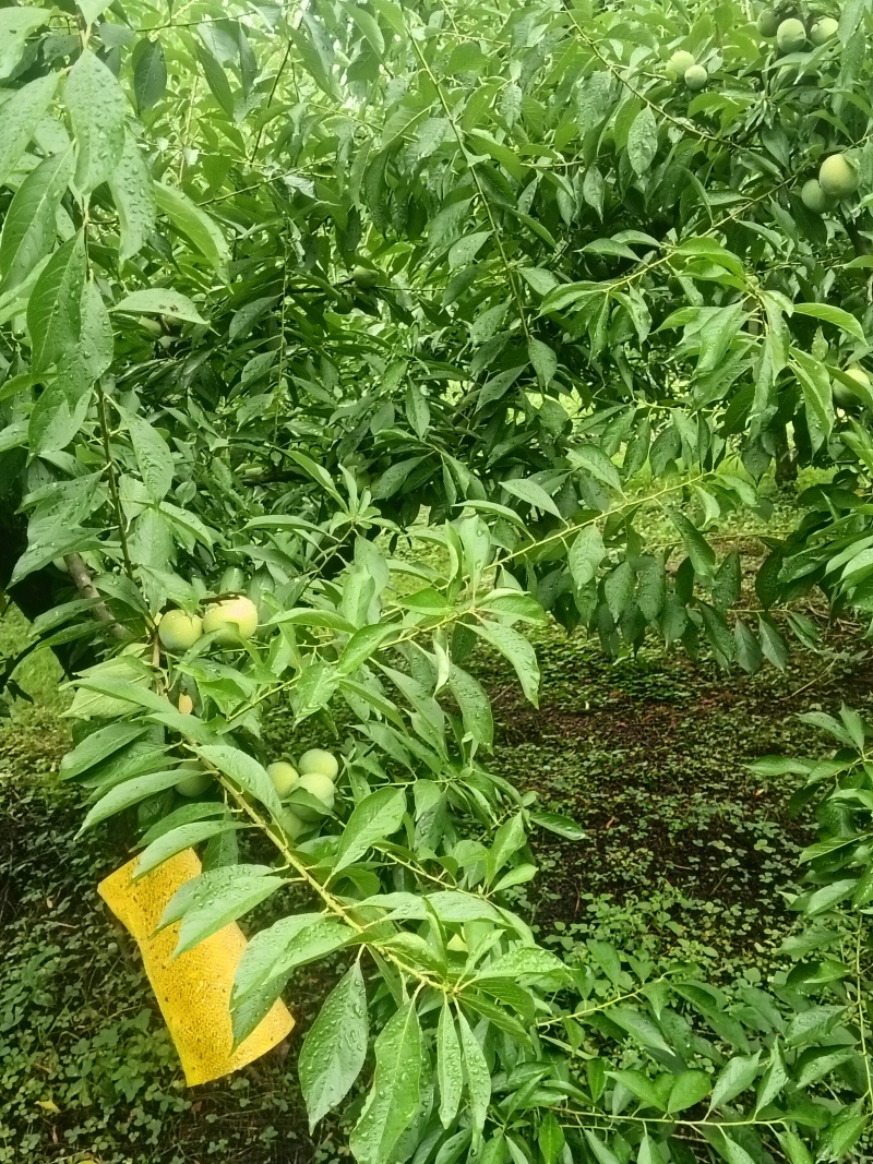 清脆李
