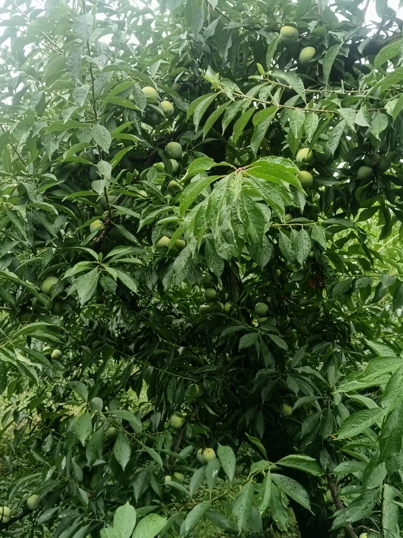 清脆李