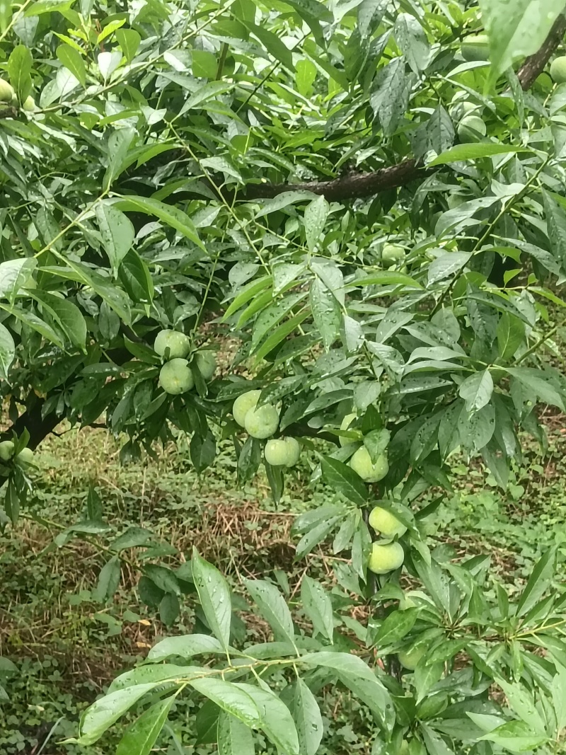 清脆李