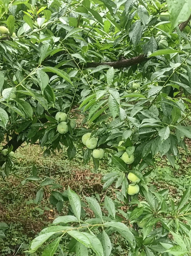 清脆李