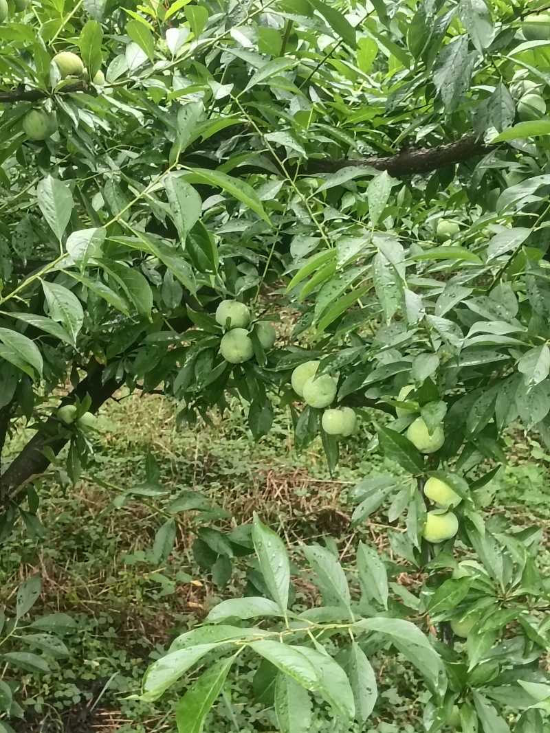 清脆李