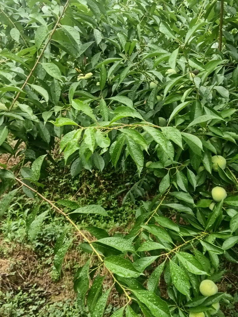 清脆李