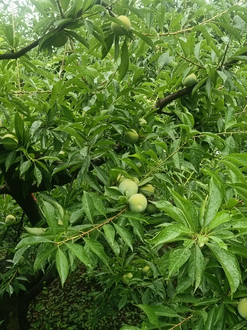 清脆李