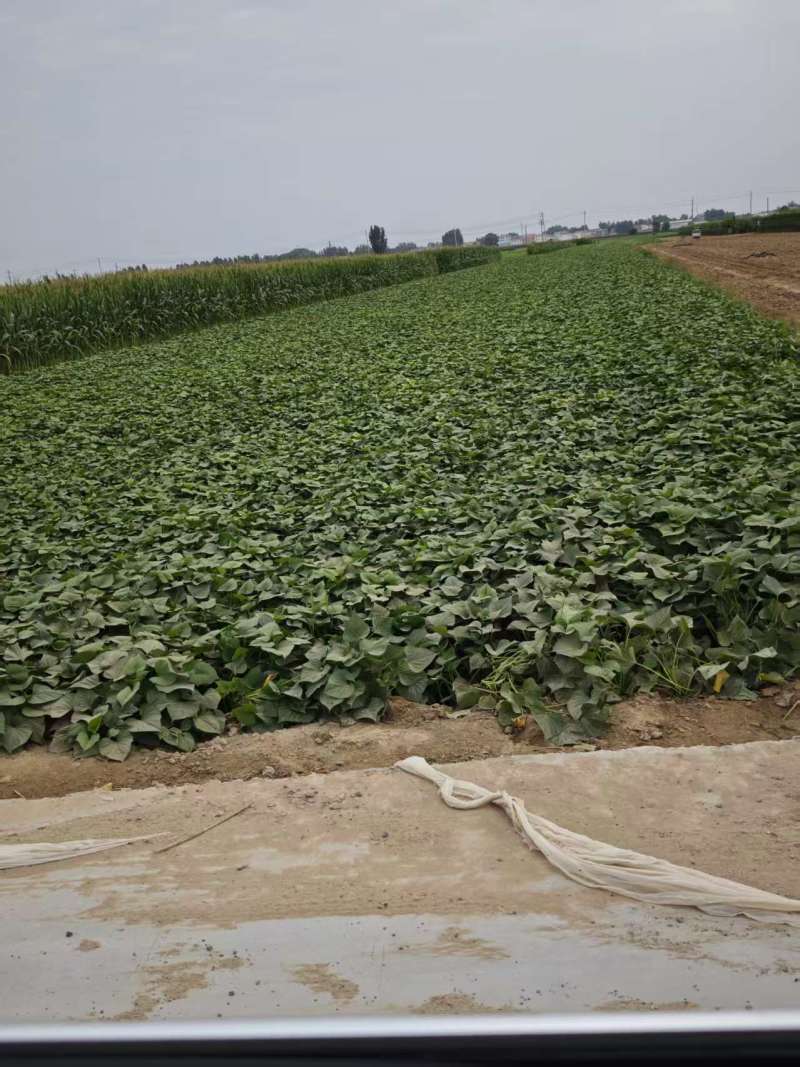 通许红薯济薯33大量供应品质保证量大从优欢迎订购