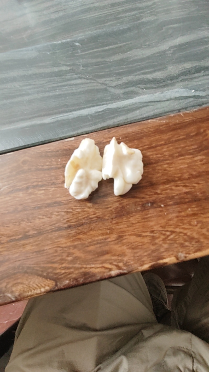 鲜核桃大量现货，承接各大平台一件代发，欢迎实地考察。