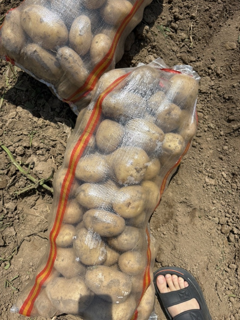 土豆便宜卖了