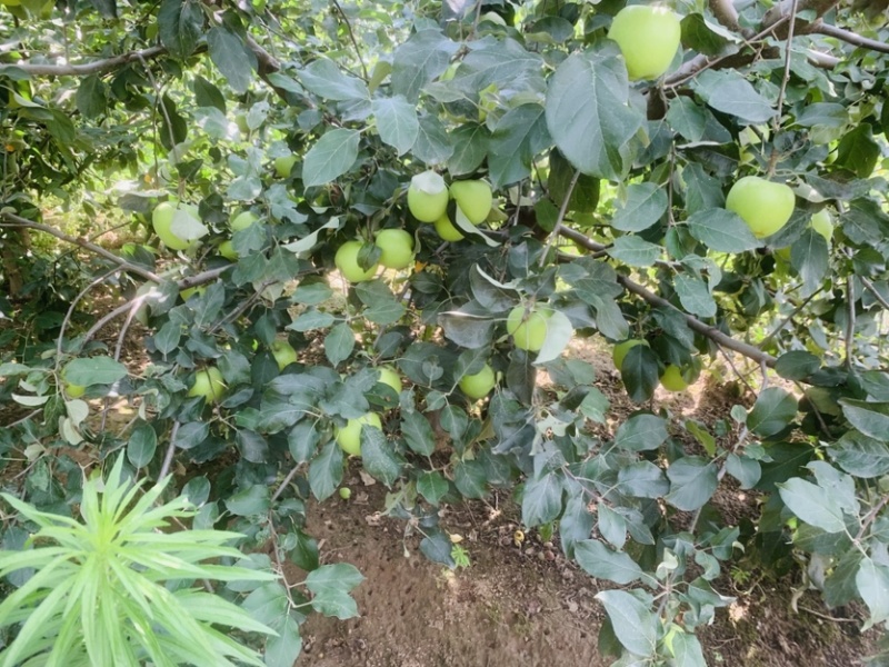 园艺场苹果园，
