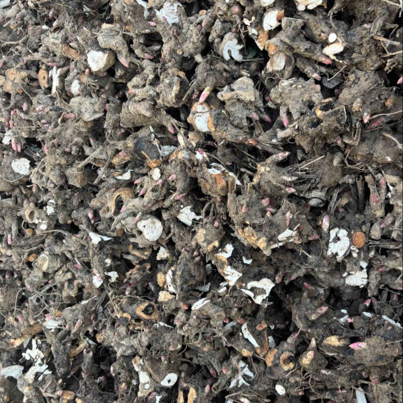 白芍芽亳州老本打一手货源全国发货免费技术指导保成活率
