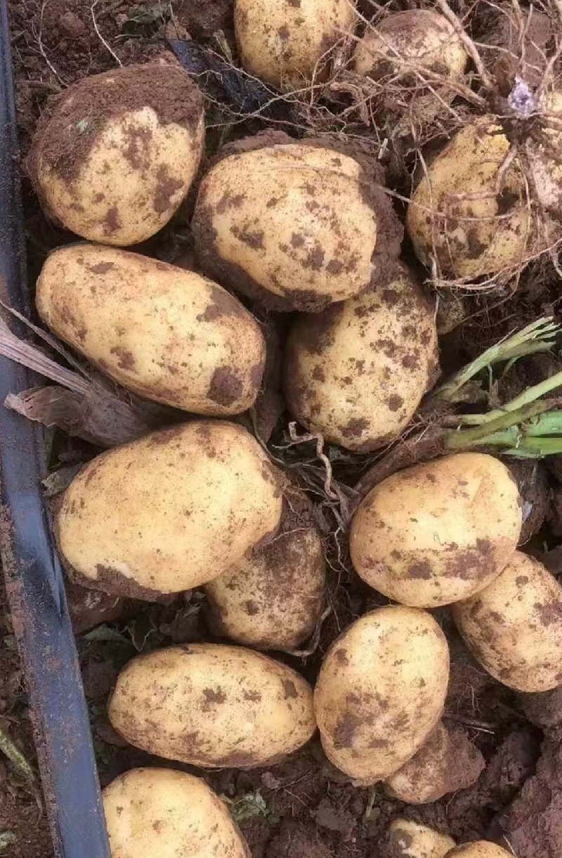 山西吕梁文水土豆黄心土豆实验1号土豆产地直供量大
