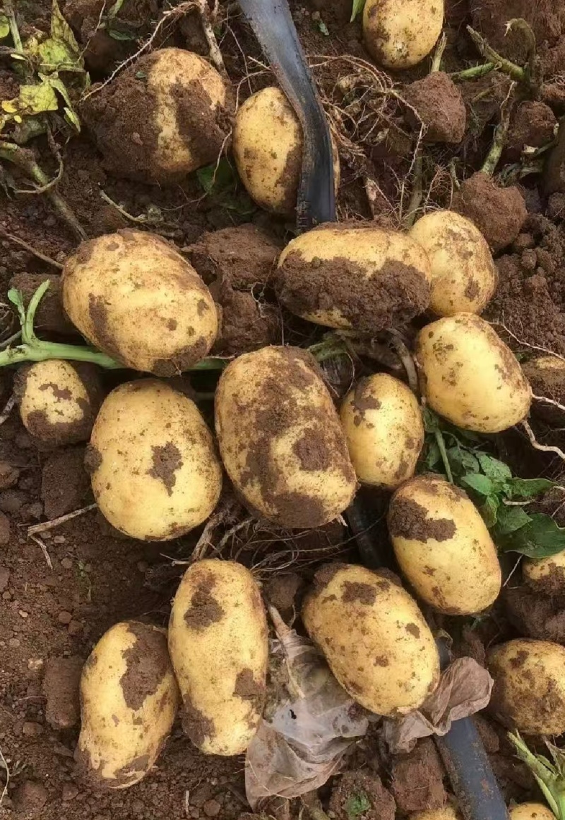 山西吕梁文水土豆黄心土豆实验1号土豆产地直供量大