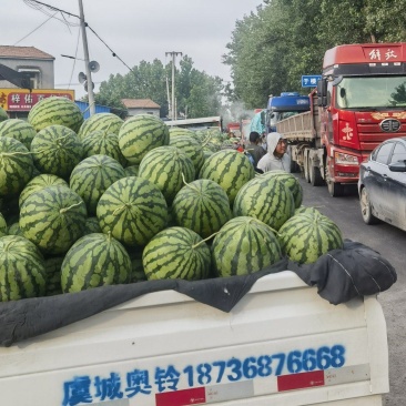 河南夏邑万亩西瓜基地美都麒麟西瓜皮薄红瓤，口感脆甜