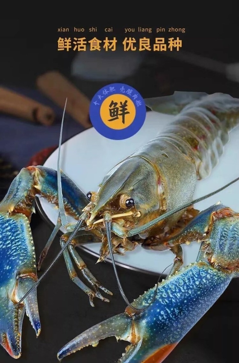 澳洲蓝龙鲜活供应