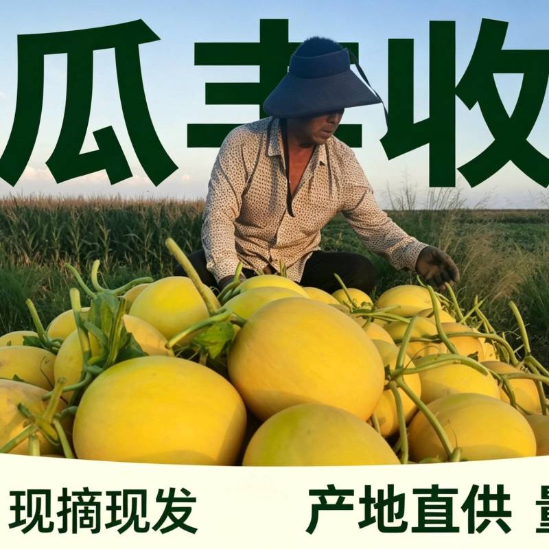 民勤沙地蜜瓜基地直采整车发货量大价优