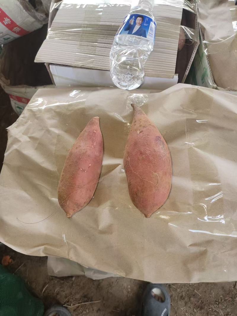 开封市精品济薯33，龙薯九大量上市保质保量欢迎来电