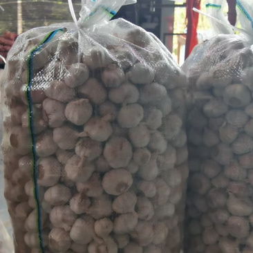 江苏邳州大蒜价优量大可谈