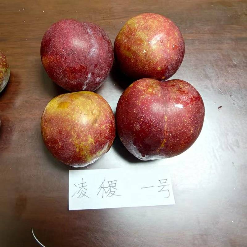 凌稷一号李子苗品种砂糖李子苗批发价格