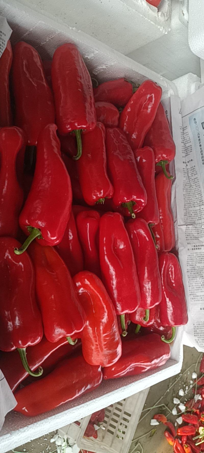 精品大红泡椒
