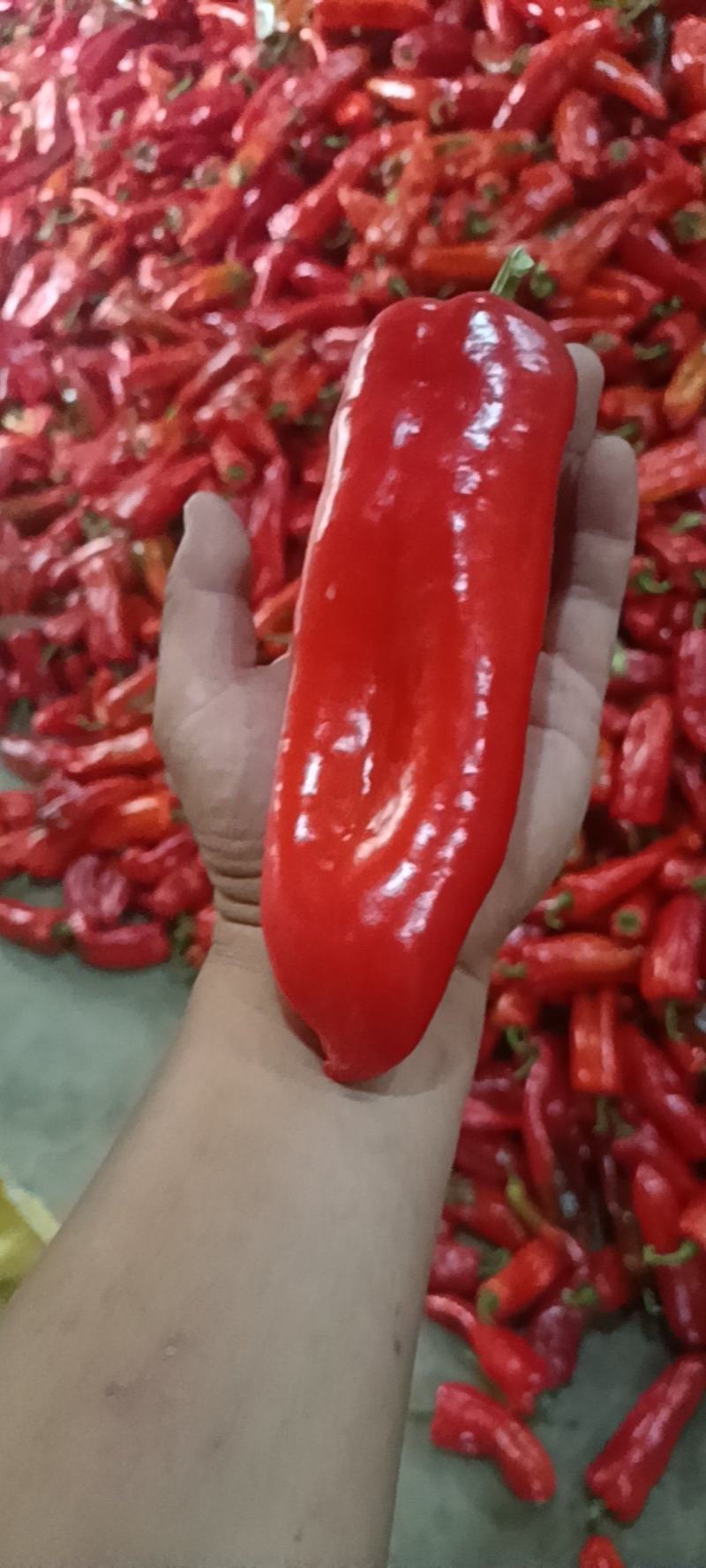 精品大红泡椒