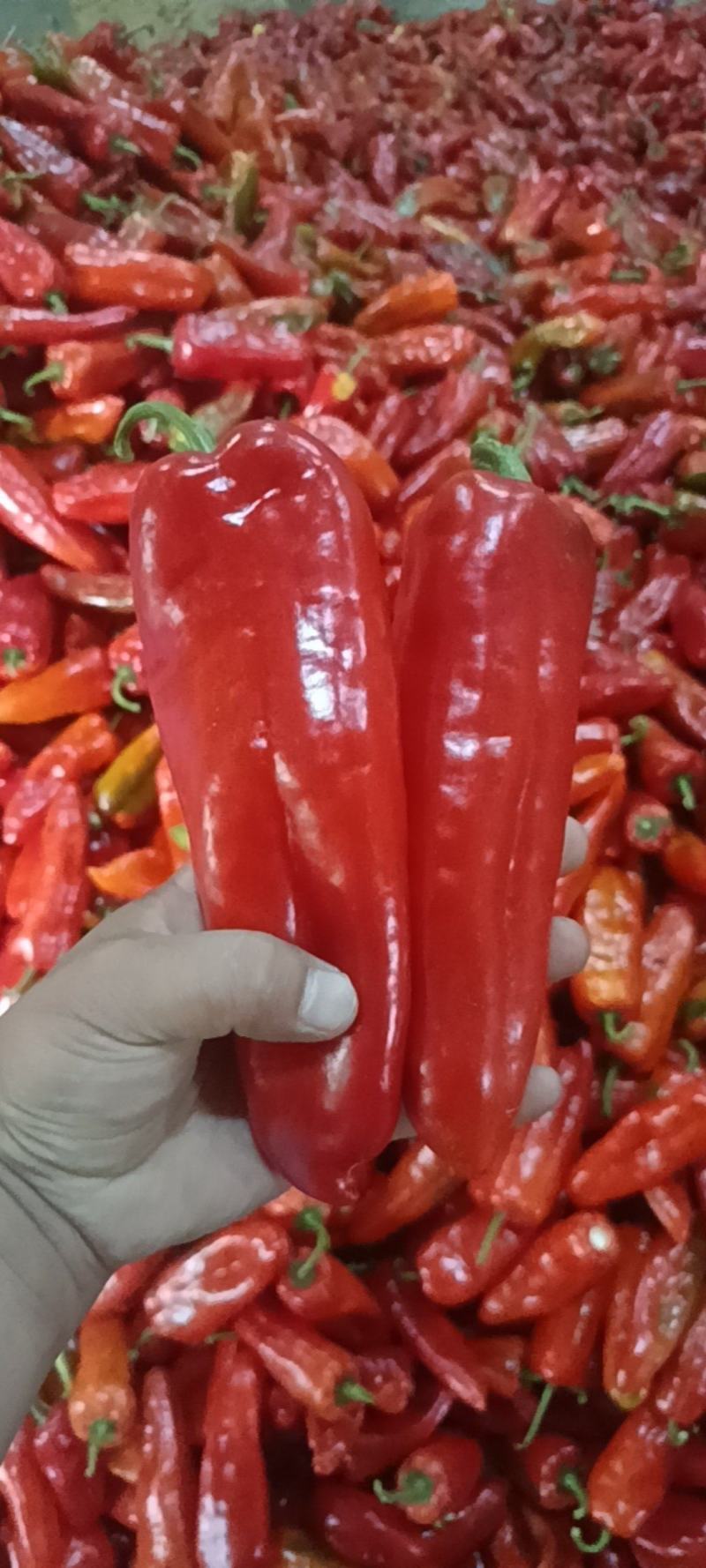 精品大红泡椒