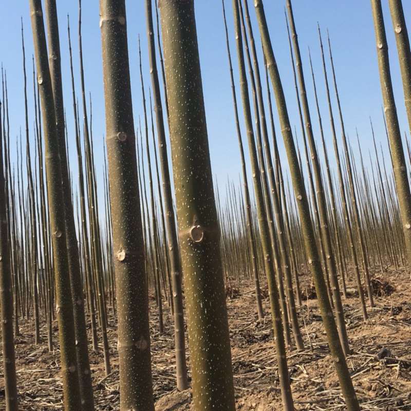 泡桐苗10cm以下