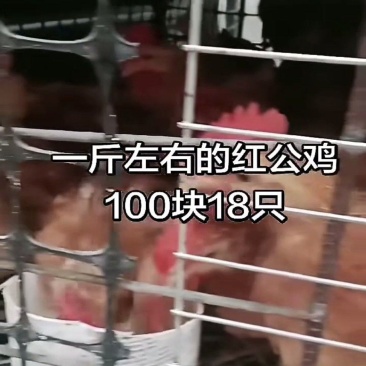 一只七两左右海南公，麻六，淮南鸡