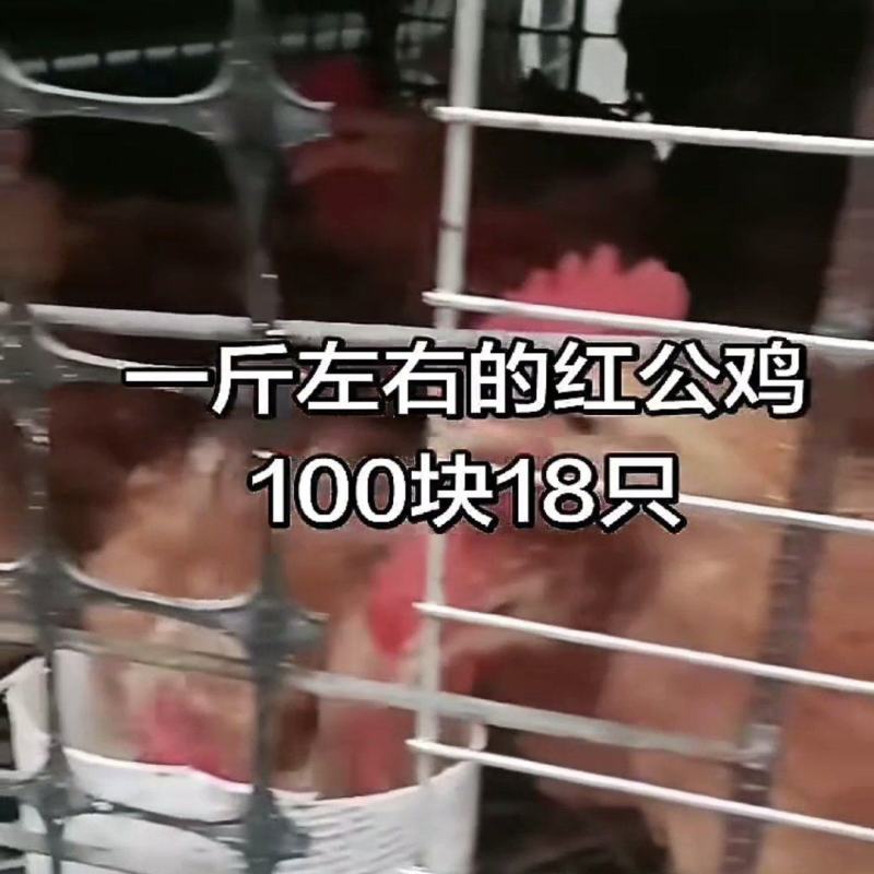 一只七两左右海南公，麻六，淮南鸡