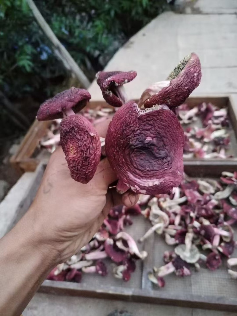 云南高山大红菌，红蘑菇开始大量上市。需要的老板可以联系