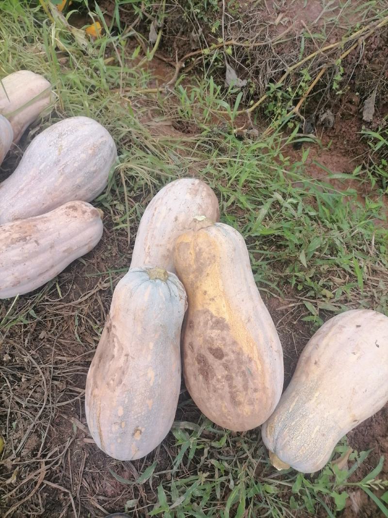 蜜本南瓜