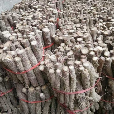 泡桐根