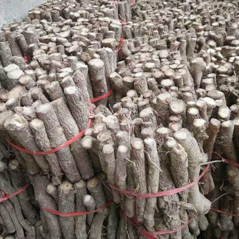 泡桐根