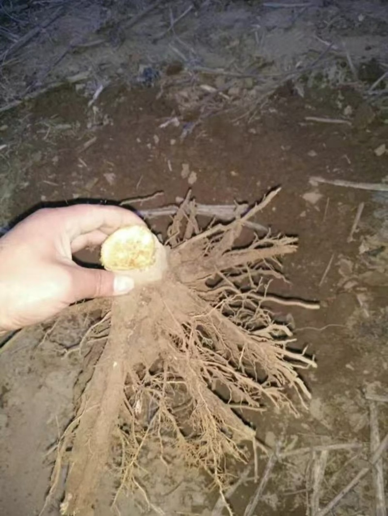 泡桐根