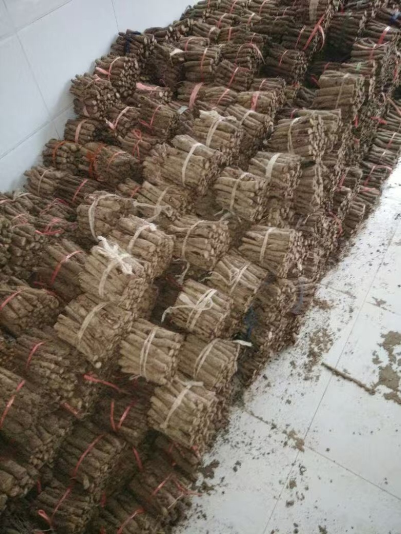 泡桐根