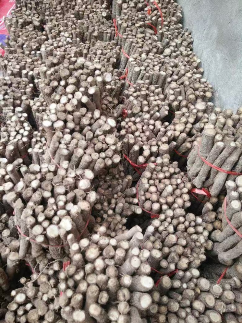 泡桐根