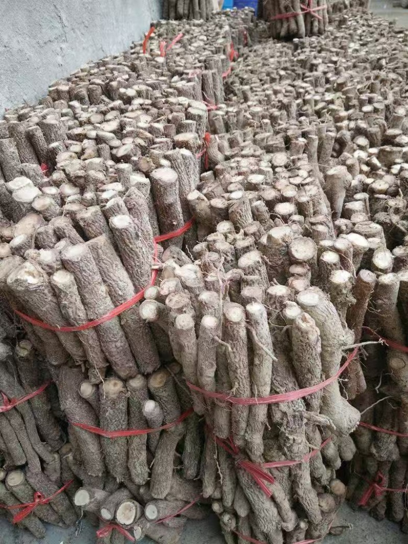 泡桐根