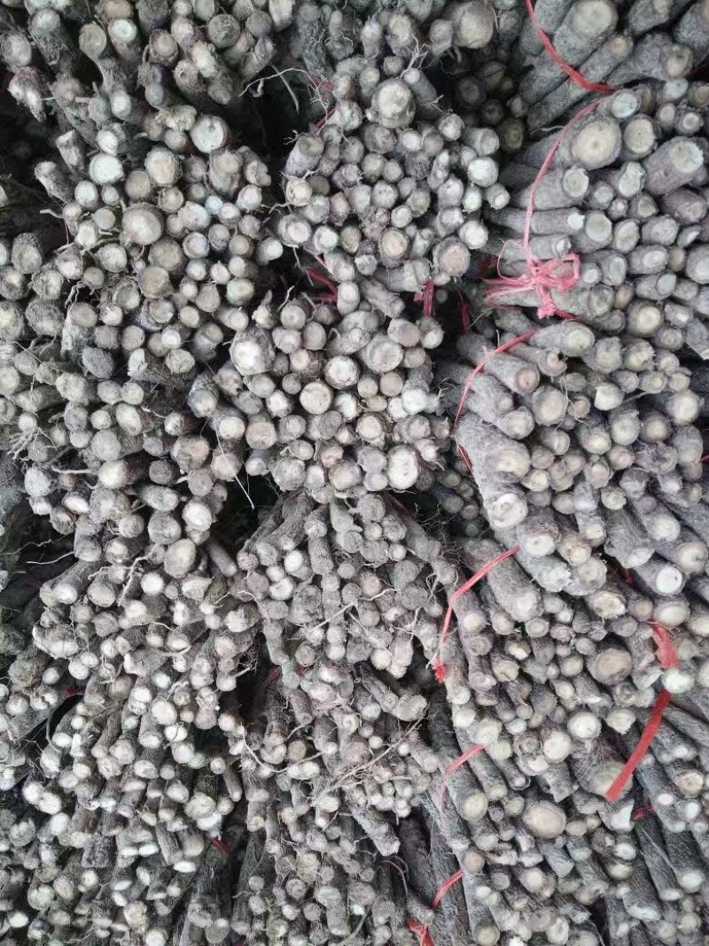 泡桐根