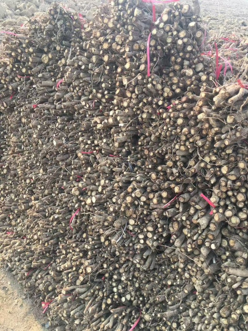 泡桐根