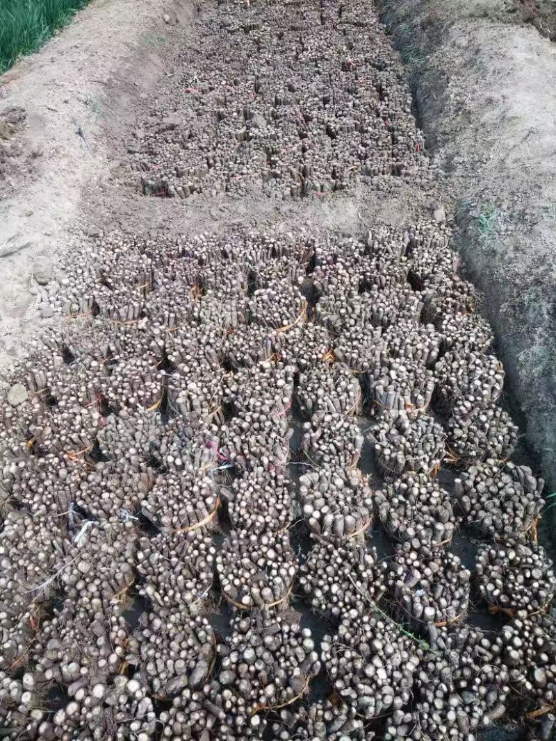 泡桐根