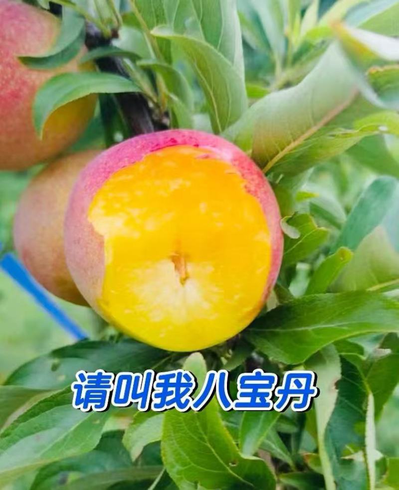 源头直采澳洲红八宝丹五月脆李子视频看货可代收代发