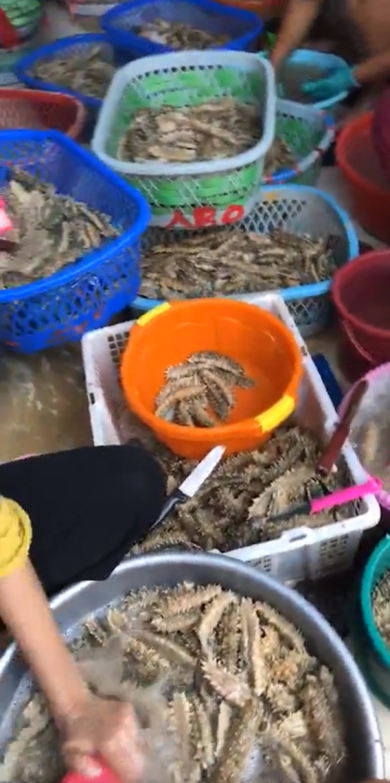 印尼加里曼丹刺参