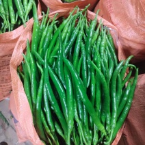 河南精品线椒大量上市，货源充足，质量保证，欢迎合作