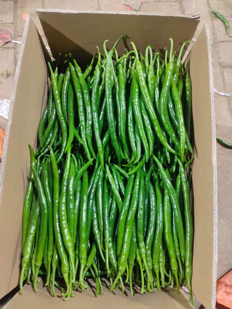 河南精品线椒大量上市，货源充足，质量保证，欢迎合作