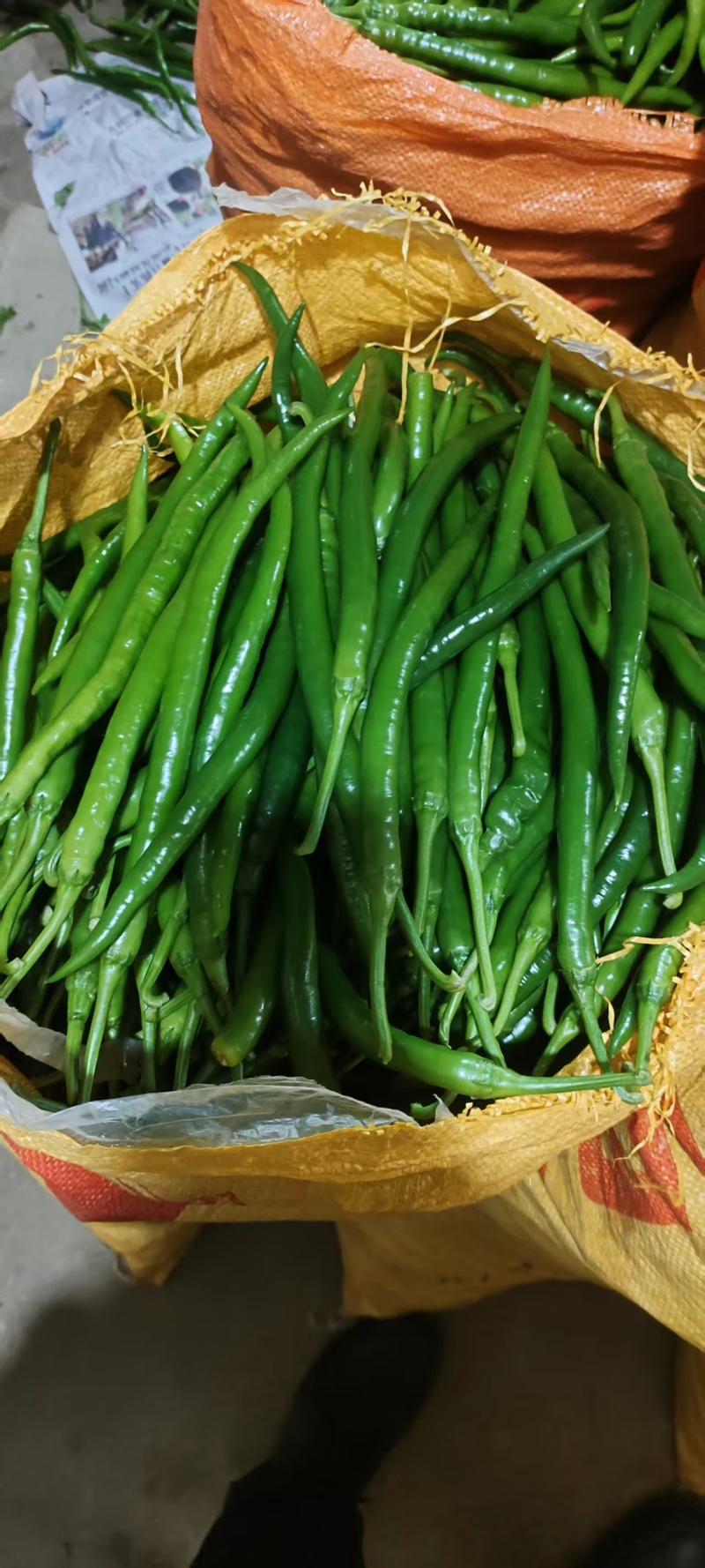 河南精品线椒大量上市，货源充足，质量保证，欢迎合作
