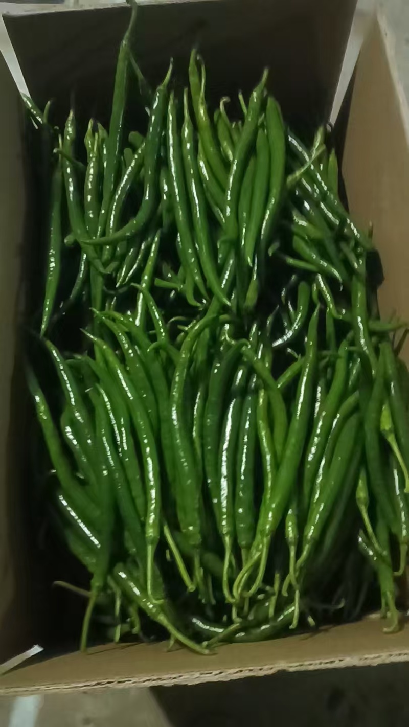 河南精品线椒大量上市，货源充足，质量保证，欢迎合作
